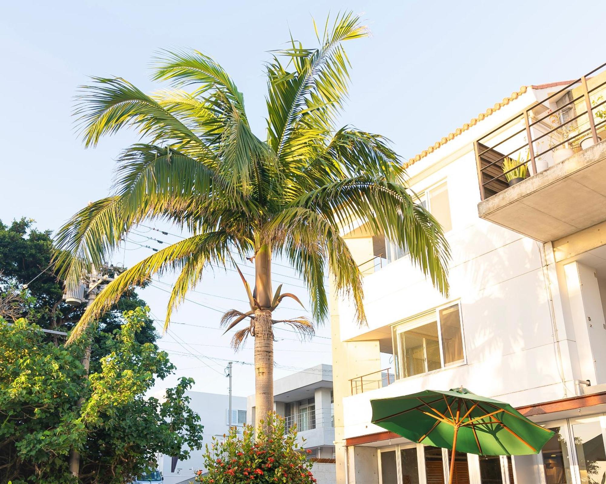Sky Ocean - Ishigaki Eco-Resort - Newly Renovated Zewnętrze zdjęcie